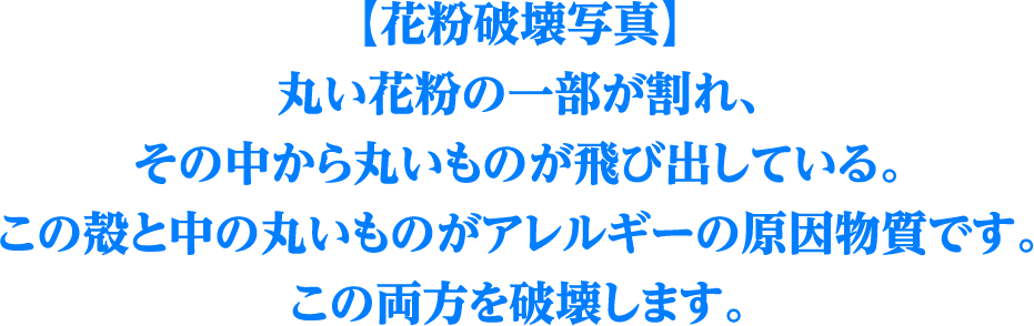 【花粉破壊写真】丸い花粉の一部が割れ、その中から丸いものが飛び出している。この殻と中の丸いものがアレルギーの原因物質です。この両方を破壊します。